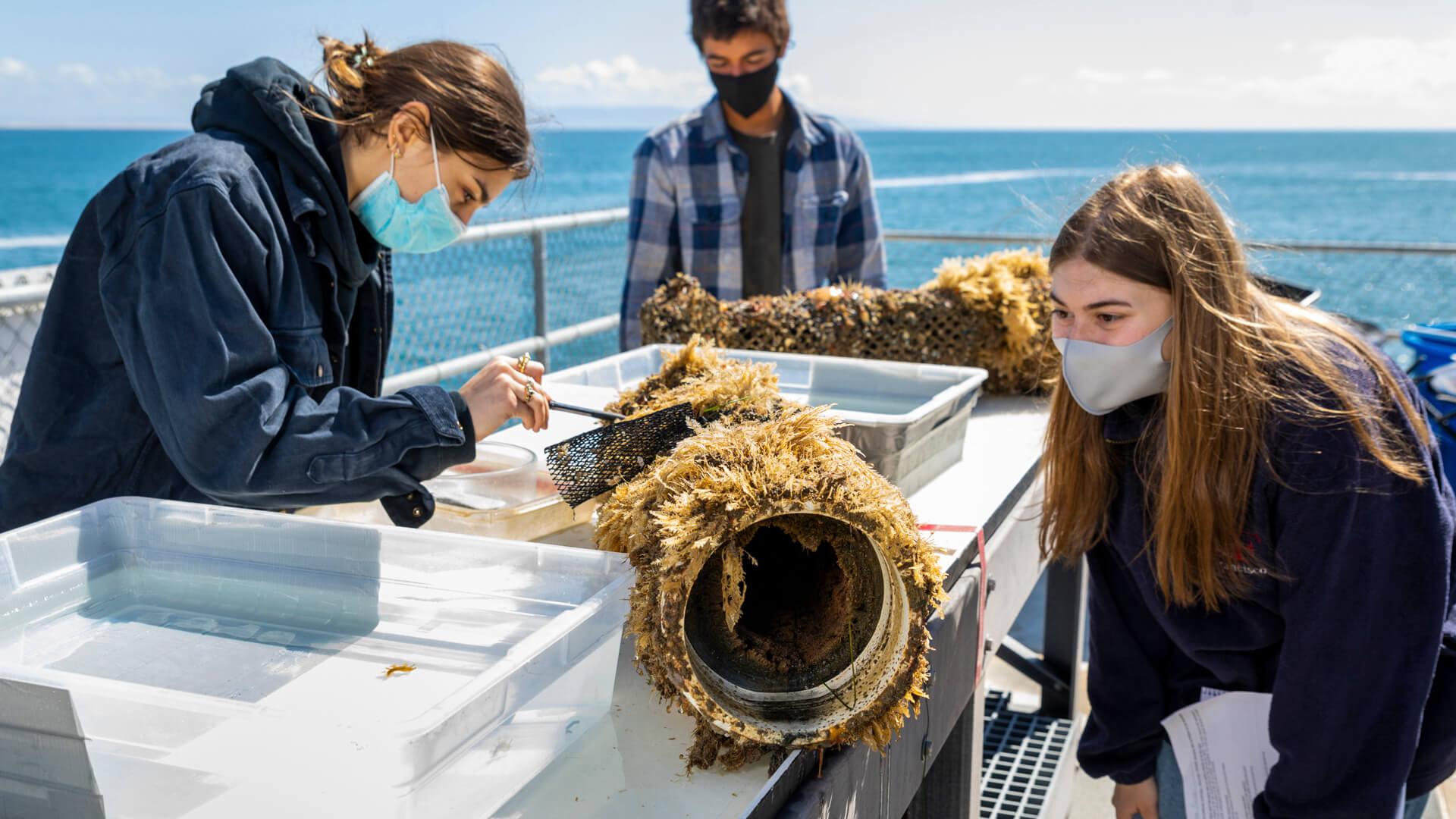 Students collect and examine marine organisms from ocean sampling equipment on a dockside lab table.