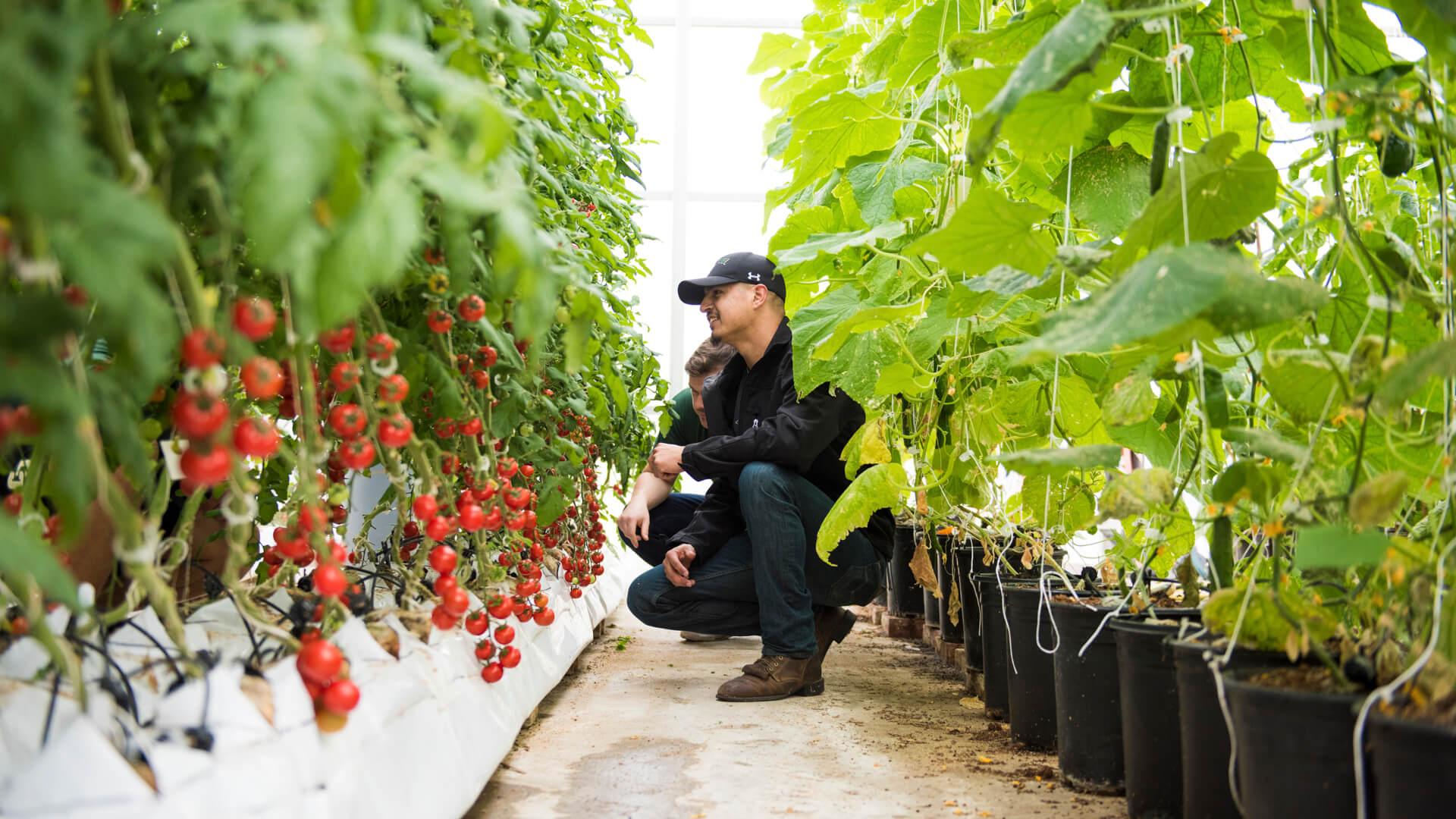 Students inspect rows of tomato plants growing in a greenhouse during a crop science lab.