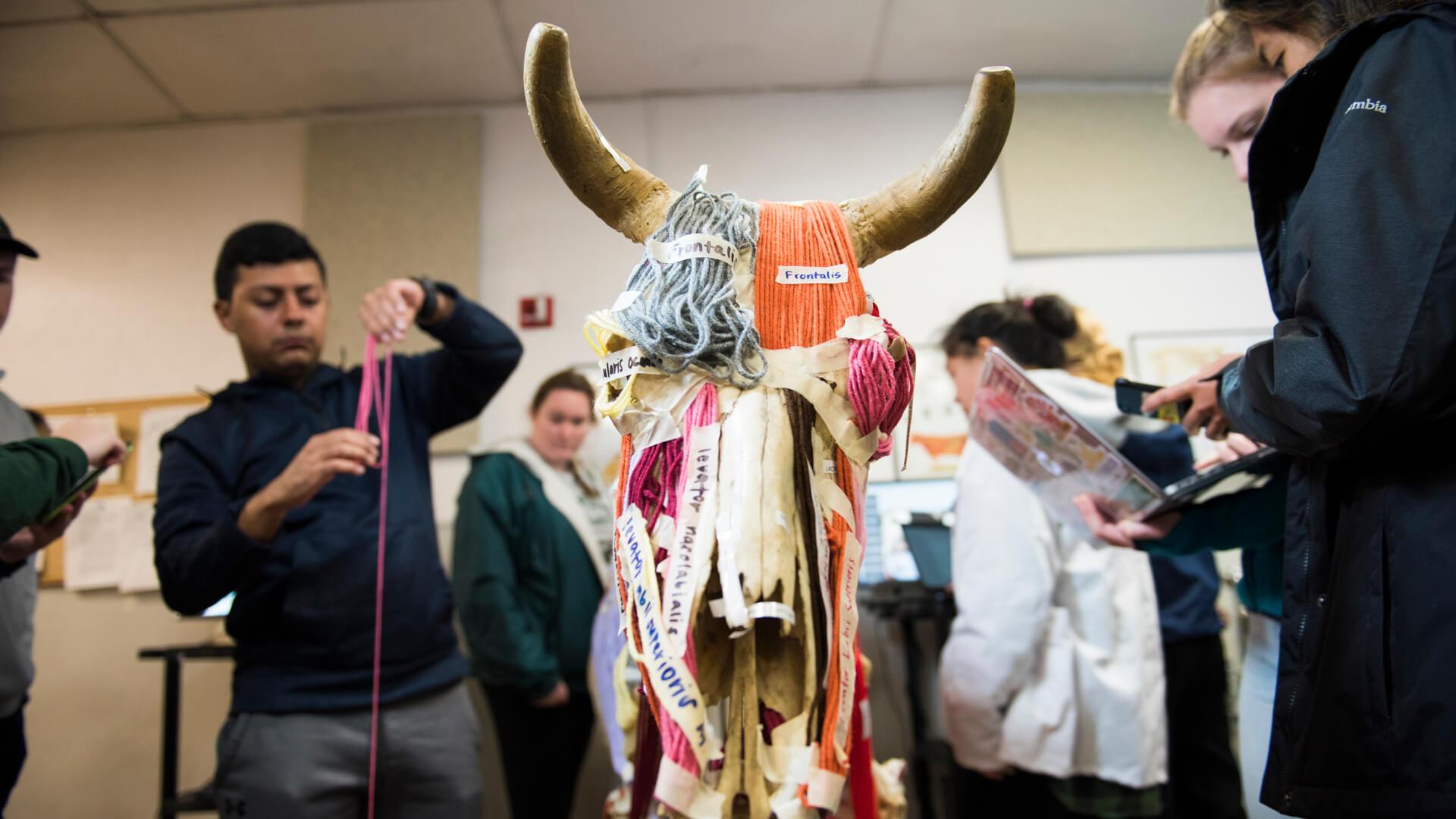 Students examine a mounted bovine skull model labeled with muscle groups during an animal science lab.