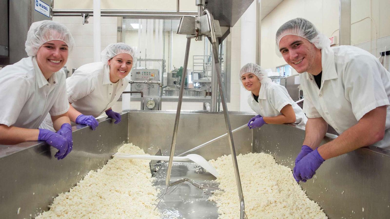 Students wearing hairnets and gloves mix curds in a large stainless steel vat during a dairy processing lab.