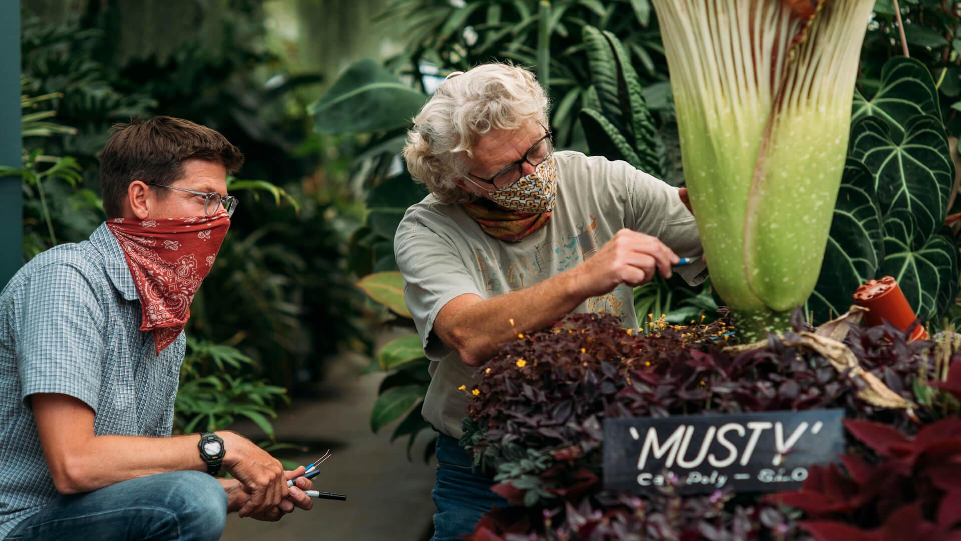 Two researchers examine a large flowering plant inside a greenhouse, taking notes and measurements.