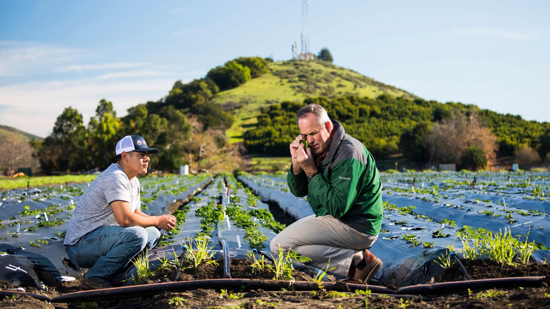 Two researchers examining crops in a field with irrigation lines and hills in the background.
